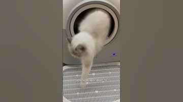 Auto Litter Box Pro ——— Say Goodbye to Messy Cleanups!