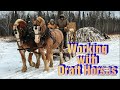 Hauling wood with Draft Horses