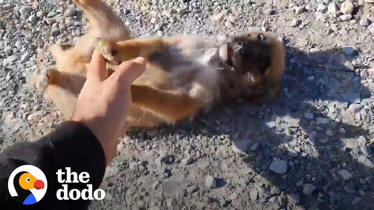 Puppy Abandoned In Middle Of Nowhere Gets Help From Stranger | The Dodo ...