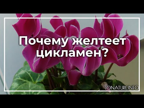 Почему желтеет цикламен? | toNature.Info