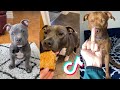 Pitbulls are badass and cute compilation