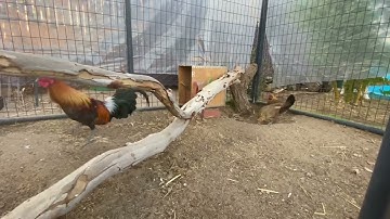 Qaib Qus Tab Tom Ntaus Poj nawb