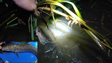 Cắm câu cá lóc | gặp trời mưa nhưng lại gặp toàn cá ngon | Long An quê tôi