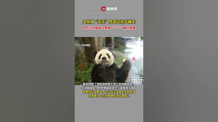 初步确定大熊猫“乐乐”死因为心脏病变，中方已为接返大熊猫“丫丫”做好准备 - 天天要闻