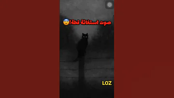 صوت قطه تستغيث 