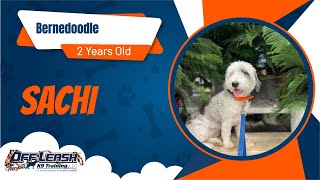 Bernedoodle ~Sachi~ Off Leash K9 Training Maryland~ 2 Week Board & Train Program by Off Leash K9 Training Maryland 12 views 2 months ago 8 minutes, 39 seconds