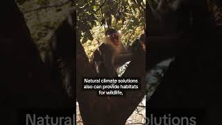 Nature is the Ultimate Climate Solution