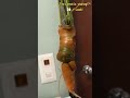 #Funny #Carrot The carrot is staring!?! 👀🥕Look! 🤣👍