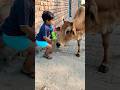 क्युट❤️ गौरी🙏#babycow #shortsfeed #calf #shortvideo #cow #ytshorts #cowvideos #shorts #cowvideo #cut