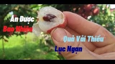 Các Bác Ăn Được Bao Nhiêu Quả Vải Thiều Lục Ngạn Một Lúc l Núi Đồi Lục  Ngạn
