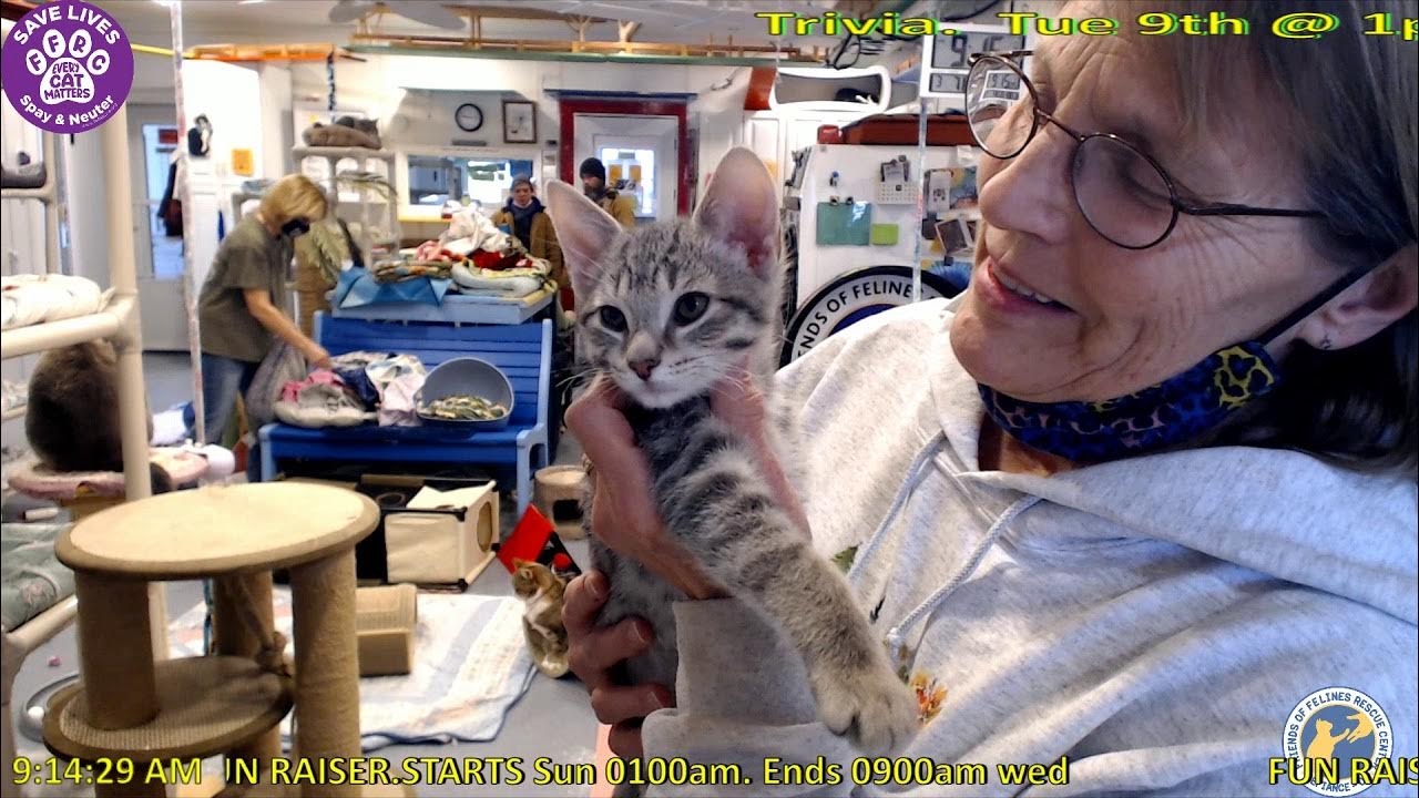 Friends Of Felines Rescue Center Live Cam Adoption of Myles. 03/07/2021 Friends of Felines Rescue Center (FFRC