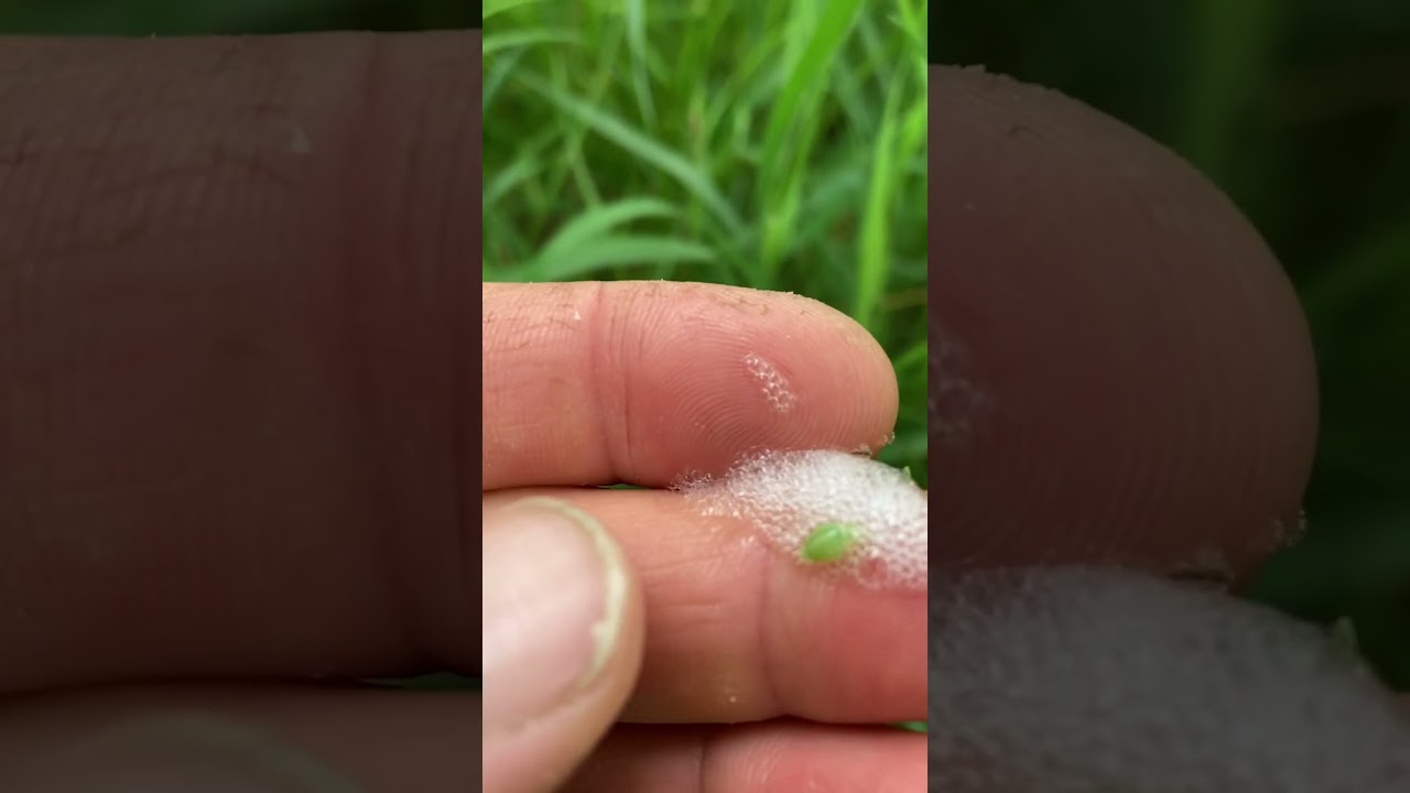 You Won't Believe What This Bug Can Do!