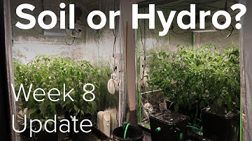 Soil vs hydro update week 8