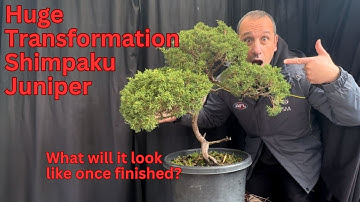 Huge Bonsai Transformation Shimpaku juniper become beautiful bonsai