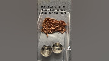 Well that’s it!! Got a total of 43 baby carpet pythons this year!! #snakes #python