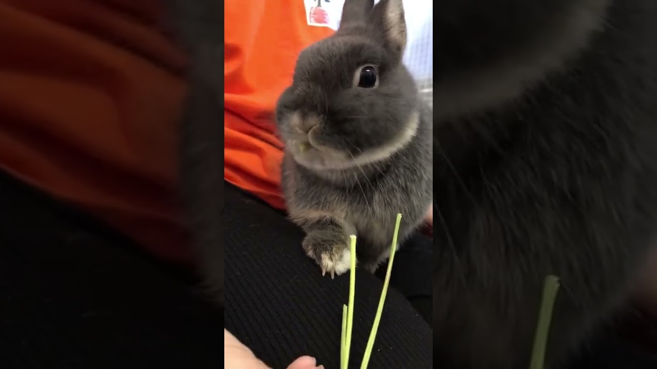 にんじん茎ポッキーを食べるうさぎさん🐇#うさぎ #ウサギ #兎 #shorts