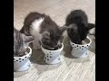 猫壱　ハッピーダイニング　おやつ皿 猫柄