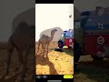 شيلات الابل والعلوم الرجاء وا علوم الرجال والجوال