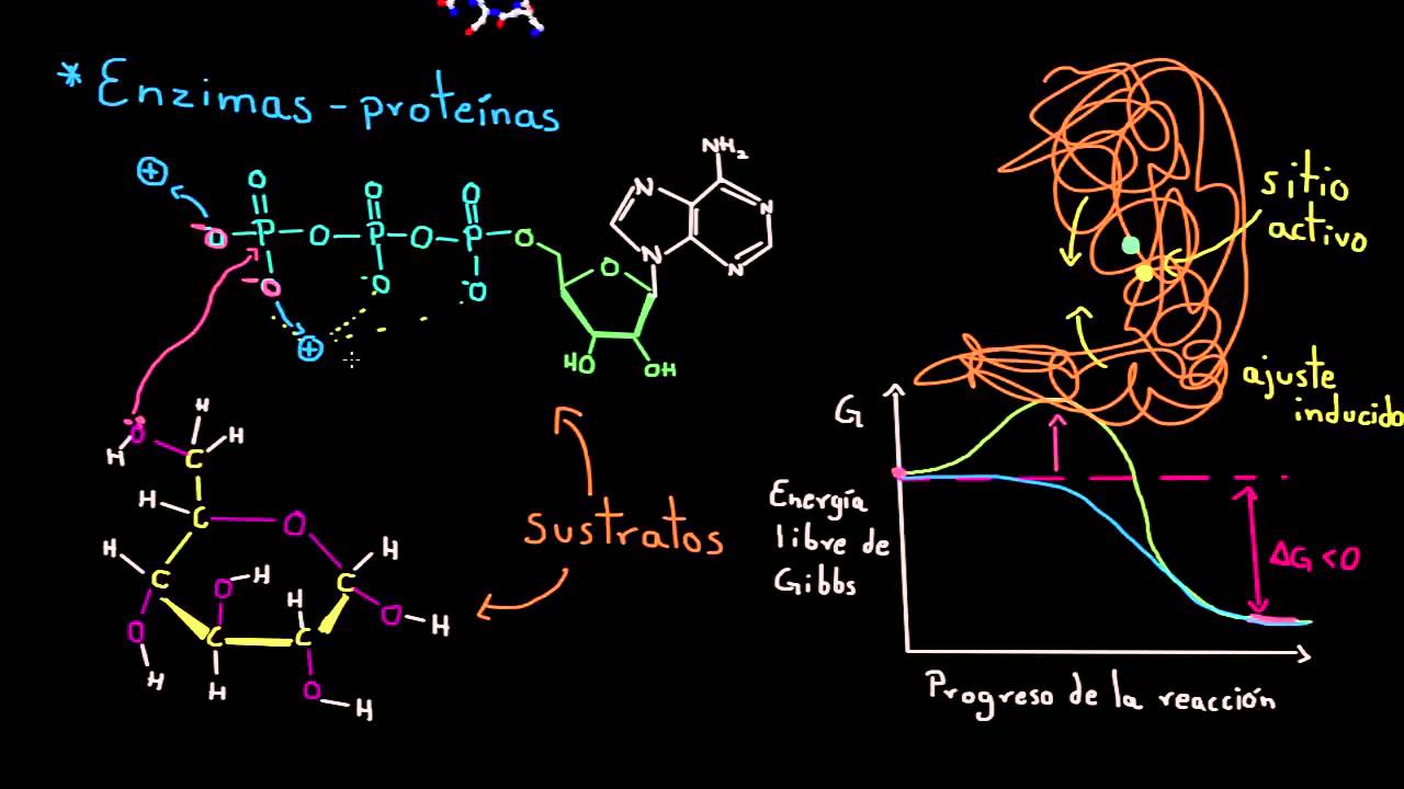 Enzimas Energía Y Enzimas Biología Khan Academy En Español Youtube