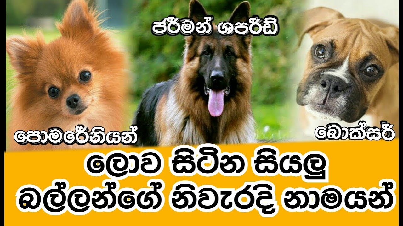 True Names Of Dogs In Sinhala Youtube