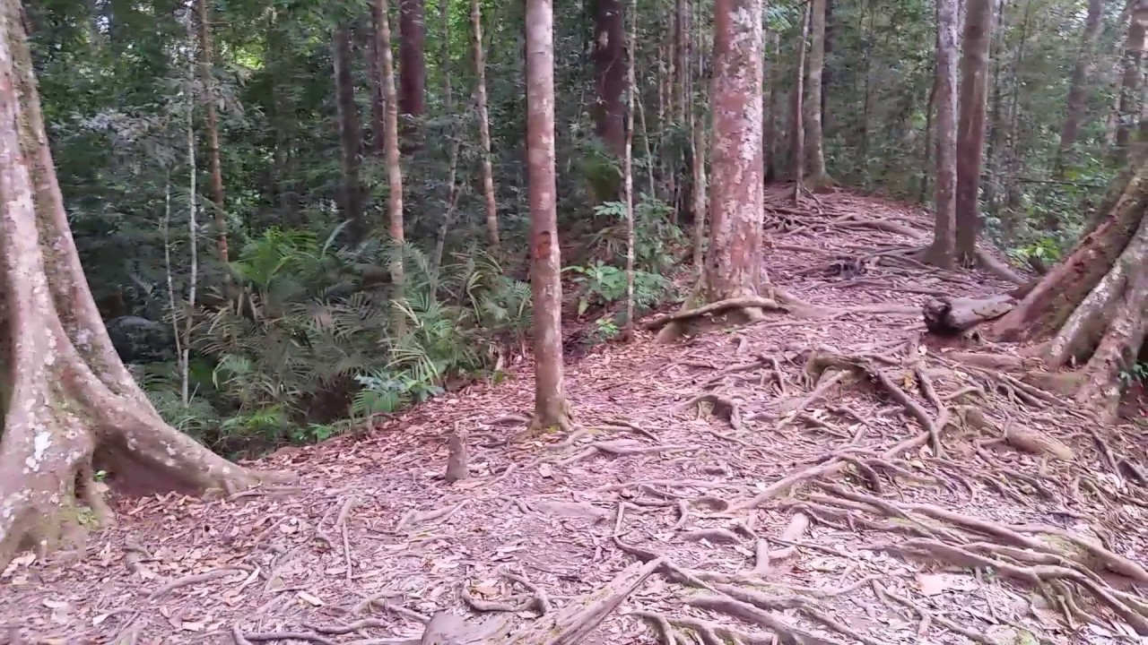camera iphone 8 plus apk The Sumatran Jungle near Bukit Lawang, Sumatra, Indonesia