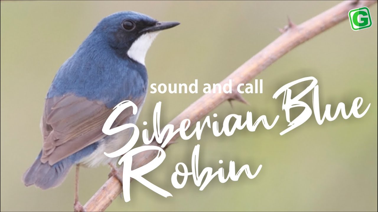 Robin Calling Blue Robin Bird Sound