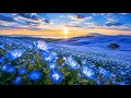 🩵Vishuddha Chakra✨Sacred Voice | Throat Chakra Activation