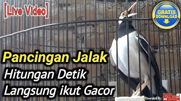 PANCINGAN JALAK SUREN MACET BUNYI