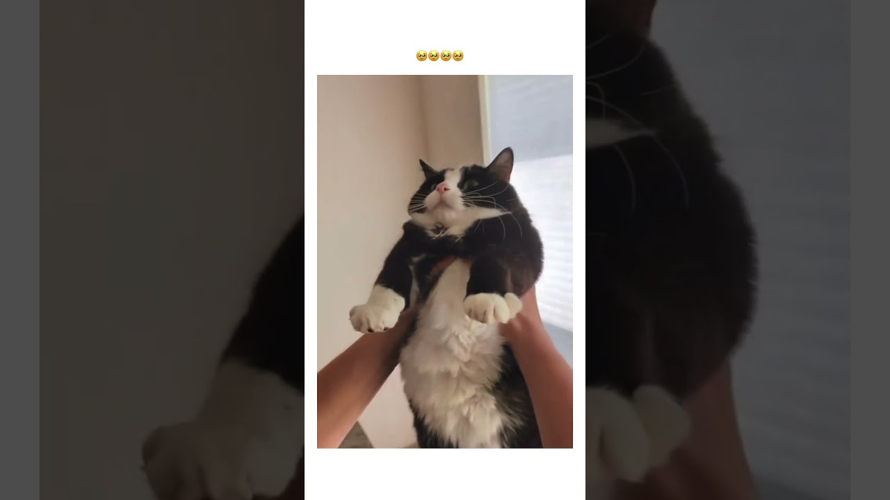 Kittyo Enjoying Getting Picked Up Early In The Morning