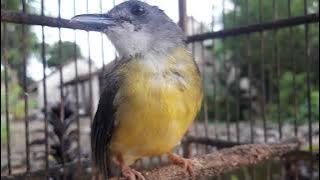 Suara Burung Kapasan Kunyit Gacor Nembak Mbeset