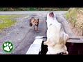 Wild fox approaches disabled dog