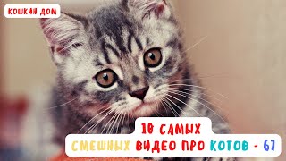 10 самых смешных видео про котов  - выпуск 67