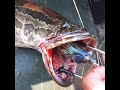 Ловля змееголова на лягушку 2020  (Часть 1 ) fish Snakehead