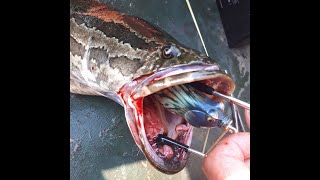 Ловля змееголова на лягушку 2020  (Часть 1 ) fish Snakehead