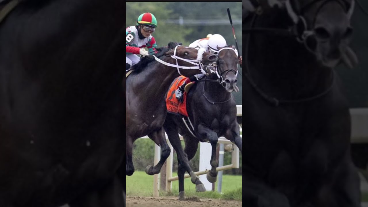 Horse Racing The Moment Vs Picture Shorts Horseracing Horserace Racehorse Horses