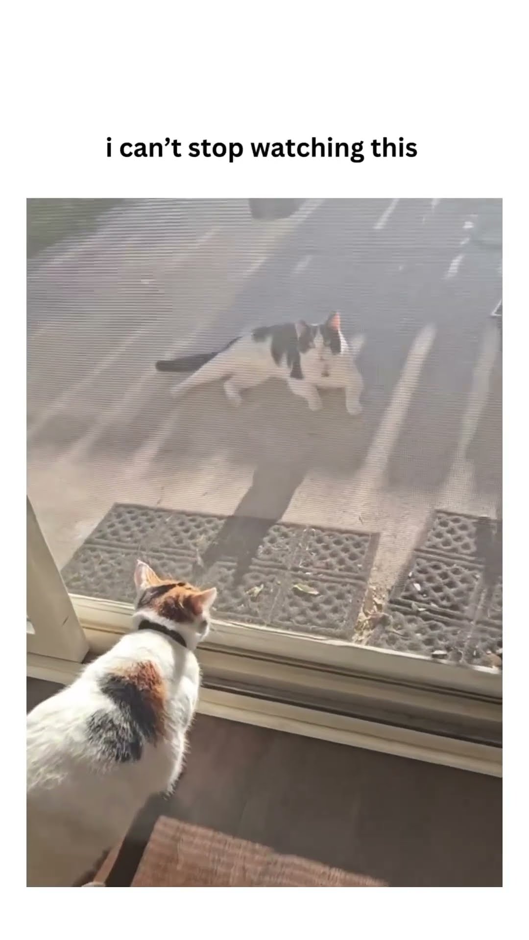 Prvnci was just chilling outside but looks like the other Kittyo wasn’t a fan