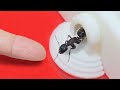 Levons une nouvelle amie la reine fourmi rencontre avec des familles de fourmis