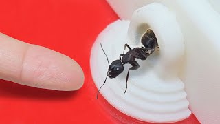 Let's raise a new friend queen ant! Meeting with Ant Families by 제발돼라 PleaseBee 201,706 views 4 months ago 8 minutes, 55 seconds