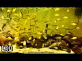 Amazing Fish! Daniken Aquatics Fish Room House Tour