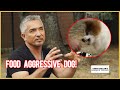 Can I solve this stray dog’s food aggression | Leader of the Pack