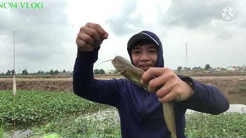 NC94 VLOG-Câu đài- đặt trúng ổ cá diếc vớ hàng khủng từ đầu mùa