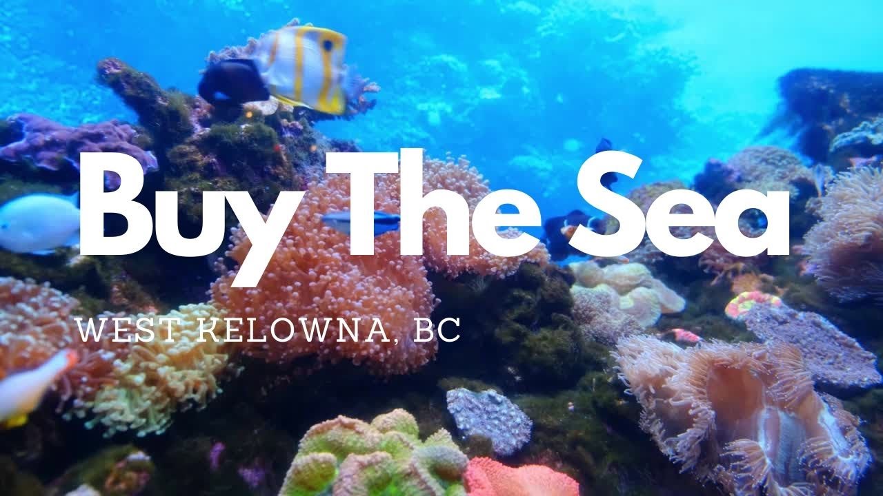 Buy The Sea West Kelowna Seafood Market With Fish And Chips YouTube