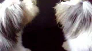 Whos The Beardie Boss