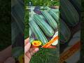 Come semino le zucchine