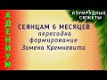 Адениум. Пересадка И Формирование Корневой В 6 Месяцев. Состав Грунта. Замена Кремневита на Клампи.