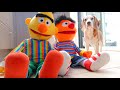 Funny dogs vs bert  ernie prank  beagles louie and marie