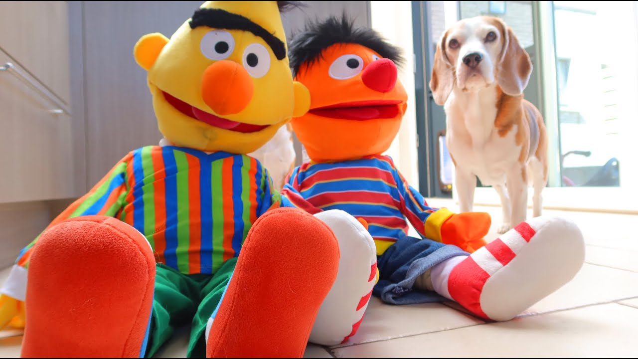 ⁣Funny Dogs vs Bert & Ernie Prank : Beagles Louie and Marie