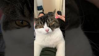 🐈マッサージチェアでマッサージされている飼い主の上でマッサージされる猫w #shorts
