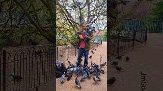 A man and his pigeons.