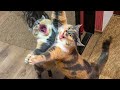 🤣 Funniest 😻Cats And 🐶 Dogs - Try Not To Laugh - Best Of The Funny Tik Tok Videos